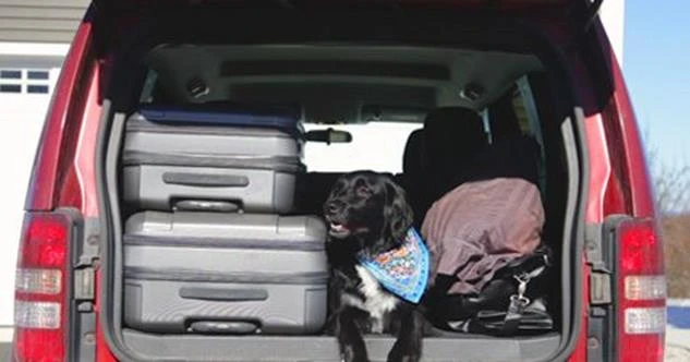 Suitcases and a dog in back of an SUV