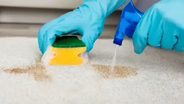 Person wearing rubber gloves and using a spry bottle and sponge to remove a stain from a carpet.