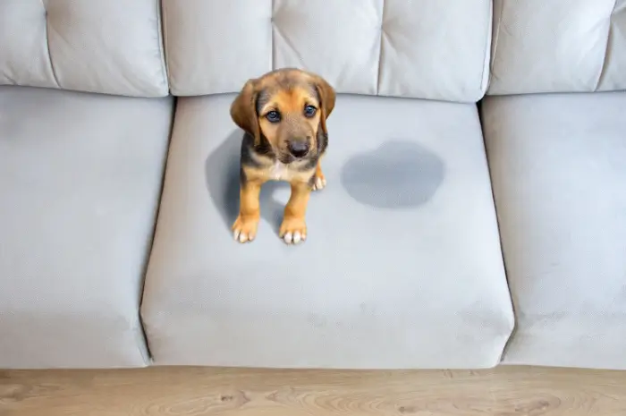 Dog sitting next to a stain on a couch