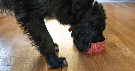 black dog eating out of a red bowl