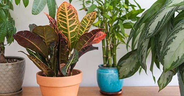 group of best indoor plants for fresh air