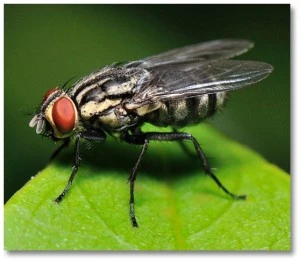 How to Get Rid of Flies and Keep Bugs Out of the House