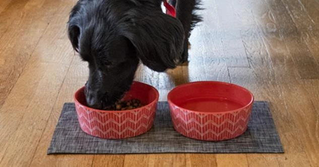 A black dog eating food out of a red bowl