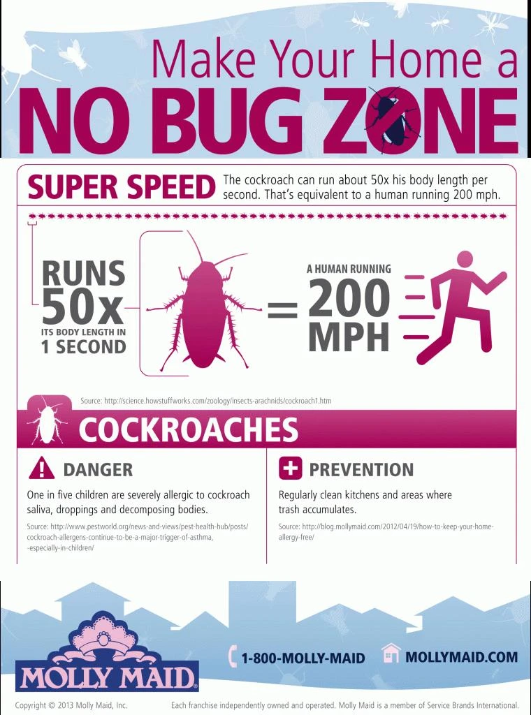 cockroach facts infographic