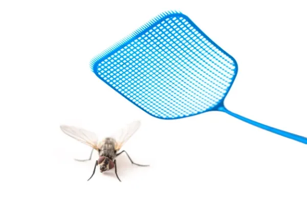 Blue flyswatter attacking a fly