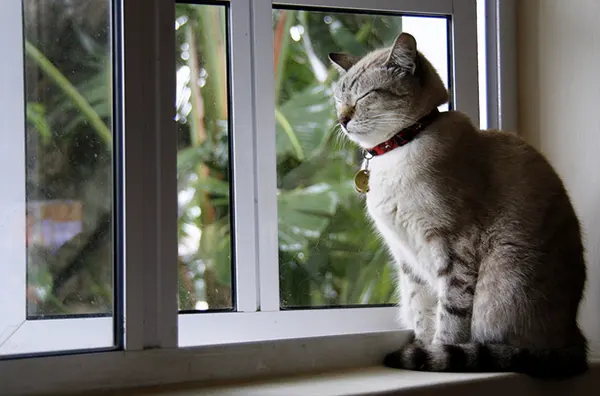 A gray cat sitting next to a window