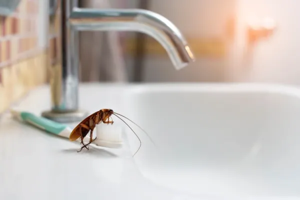 Cockroach on the bathroom sink.
