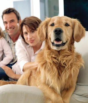 golden retriever on couch with family